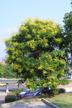 goldenrain tree